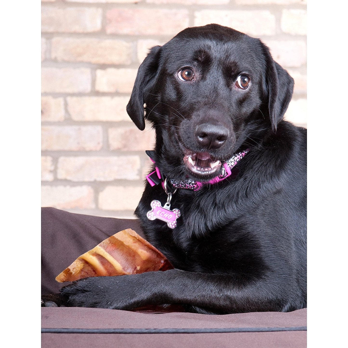 Food for Dogs