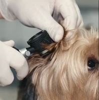 Ears Therapy Cleaner