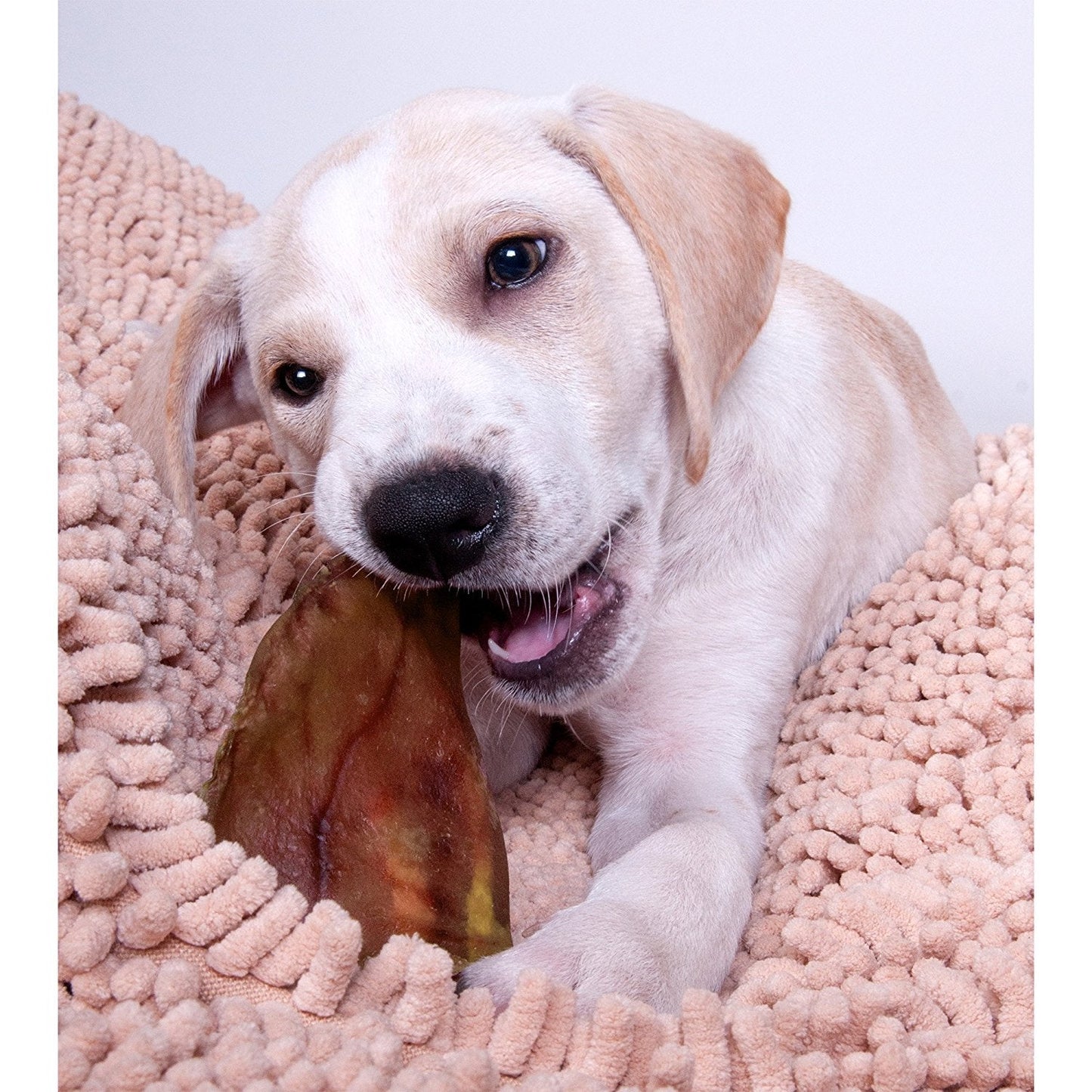 Food for Dogs