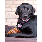 Food for Dogs