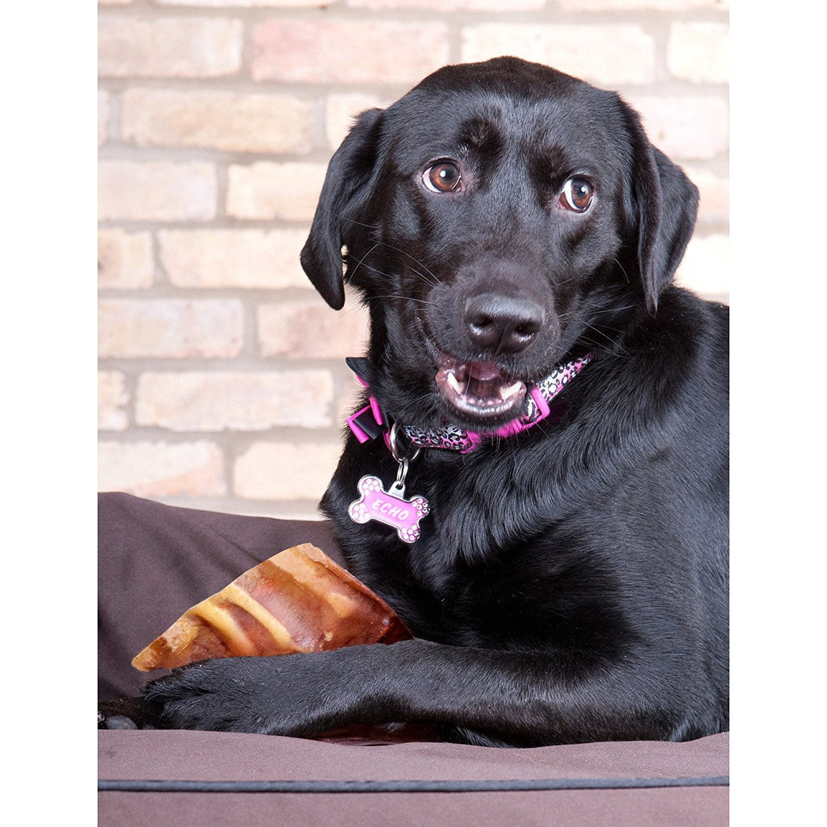 Food for Dogs