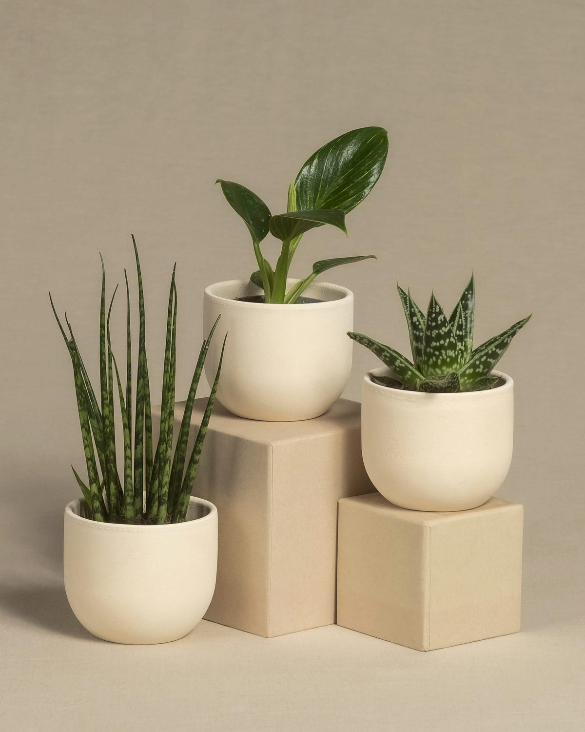 Designer Ceramic Planters