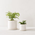 Designer Ceramic Planters